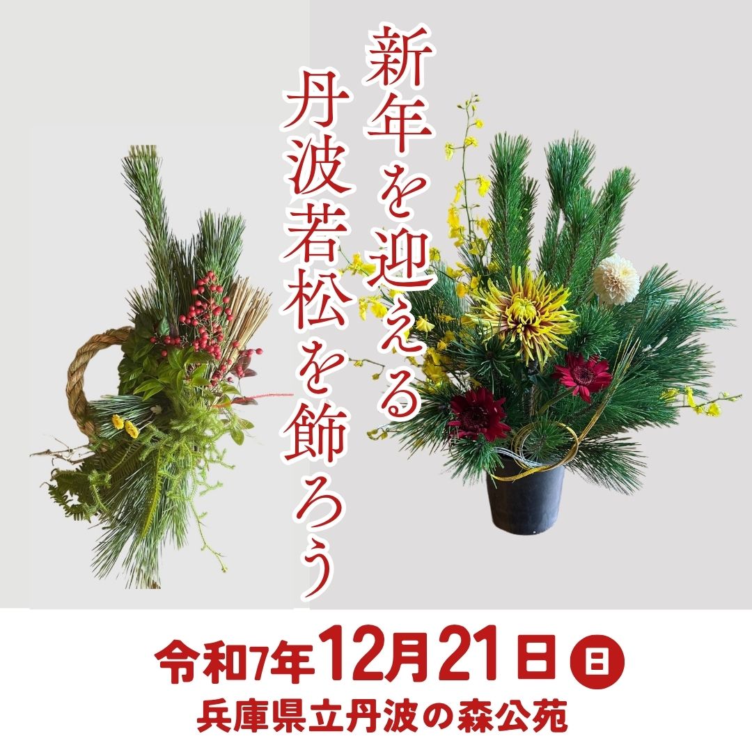 新年を迎える丹波若松を飾ろう
