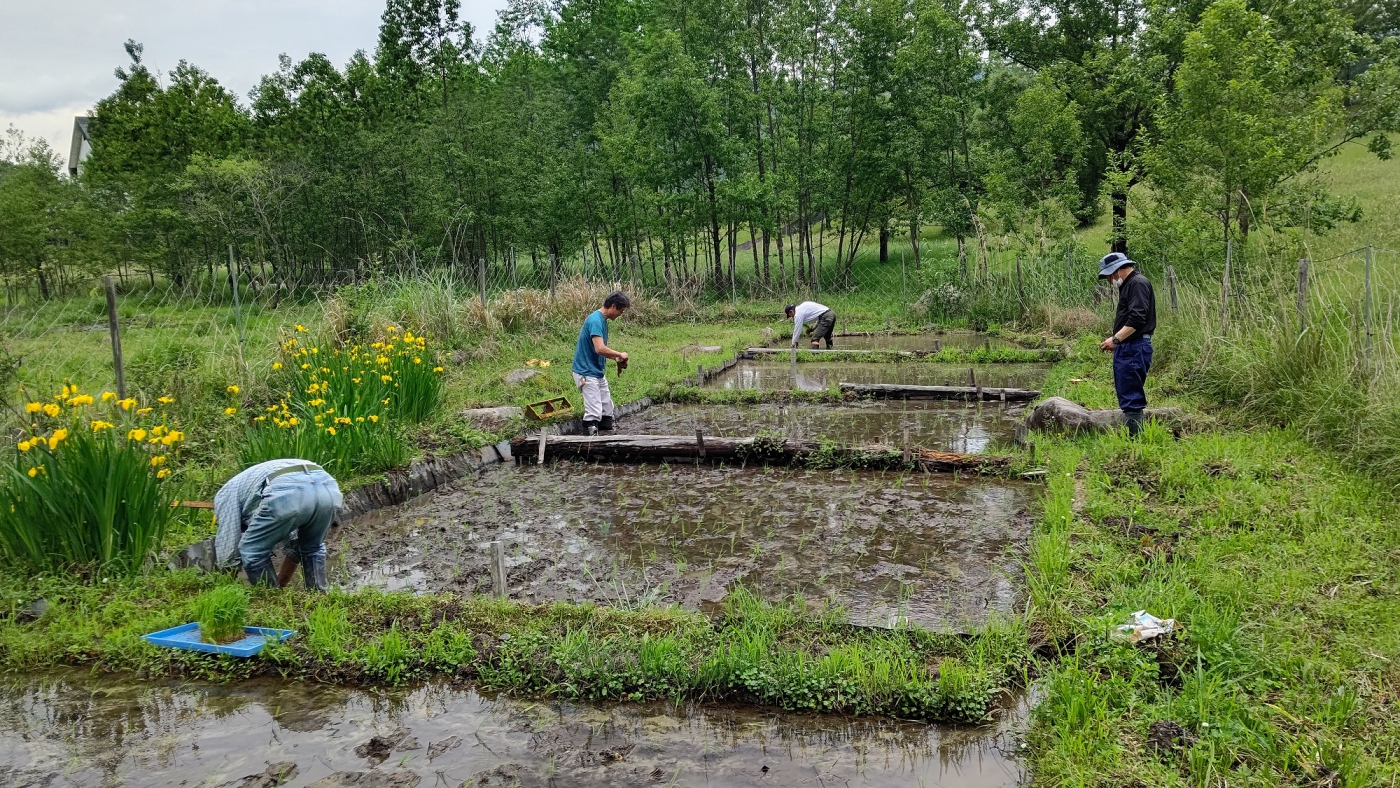 田植え