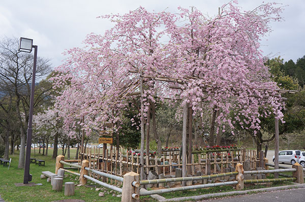 シダレザクラ（枝垂桜）