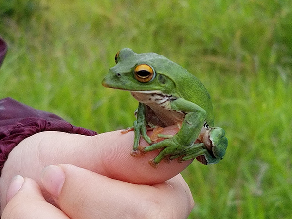 モリアオガエル