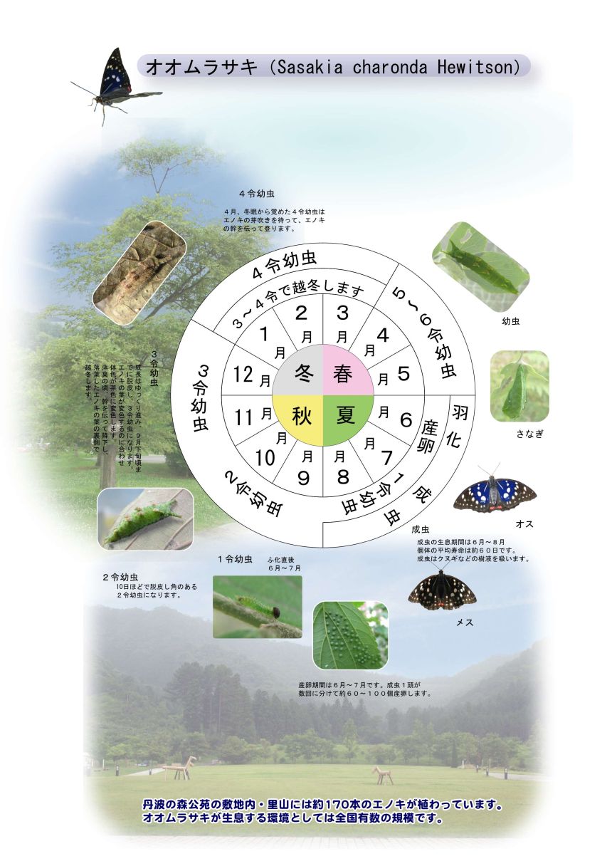 国蝶オオムラサキの舞う⾥⼭づくり｜兵庫県立丹波の森公苑