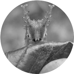 国蝶オオムラサキ越冬幼虫探し